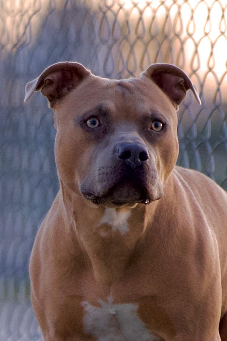 Midas, a Adoptable mixed breed in Hiawatha, KS image 1/6