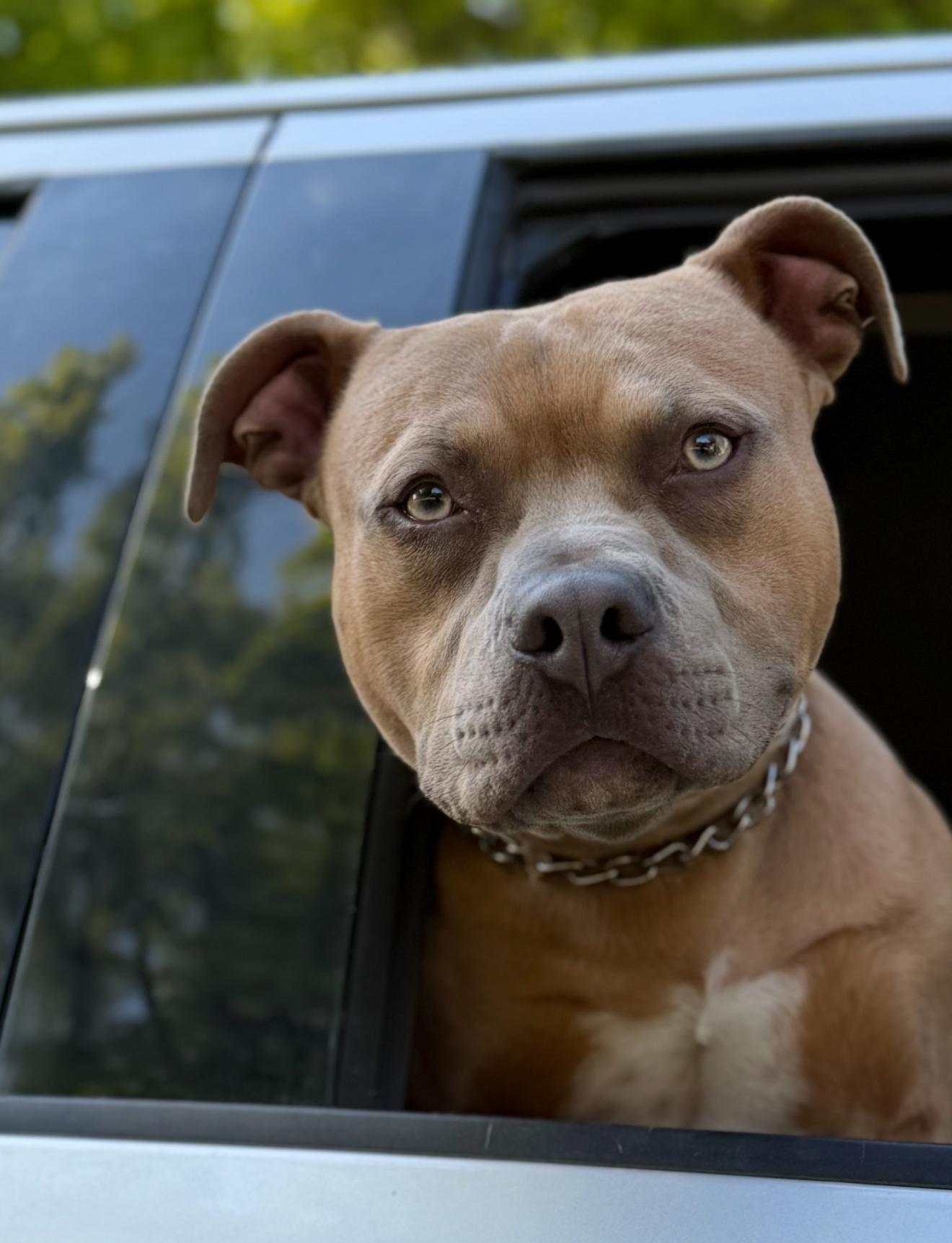 Midas, a Adoptable mixed breed in Hiawatha, KS image 5/6