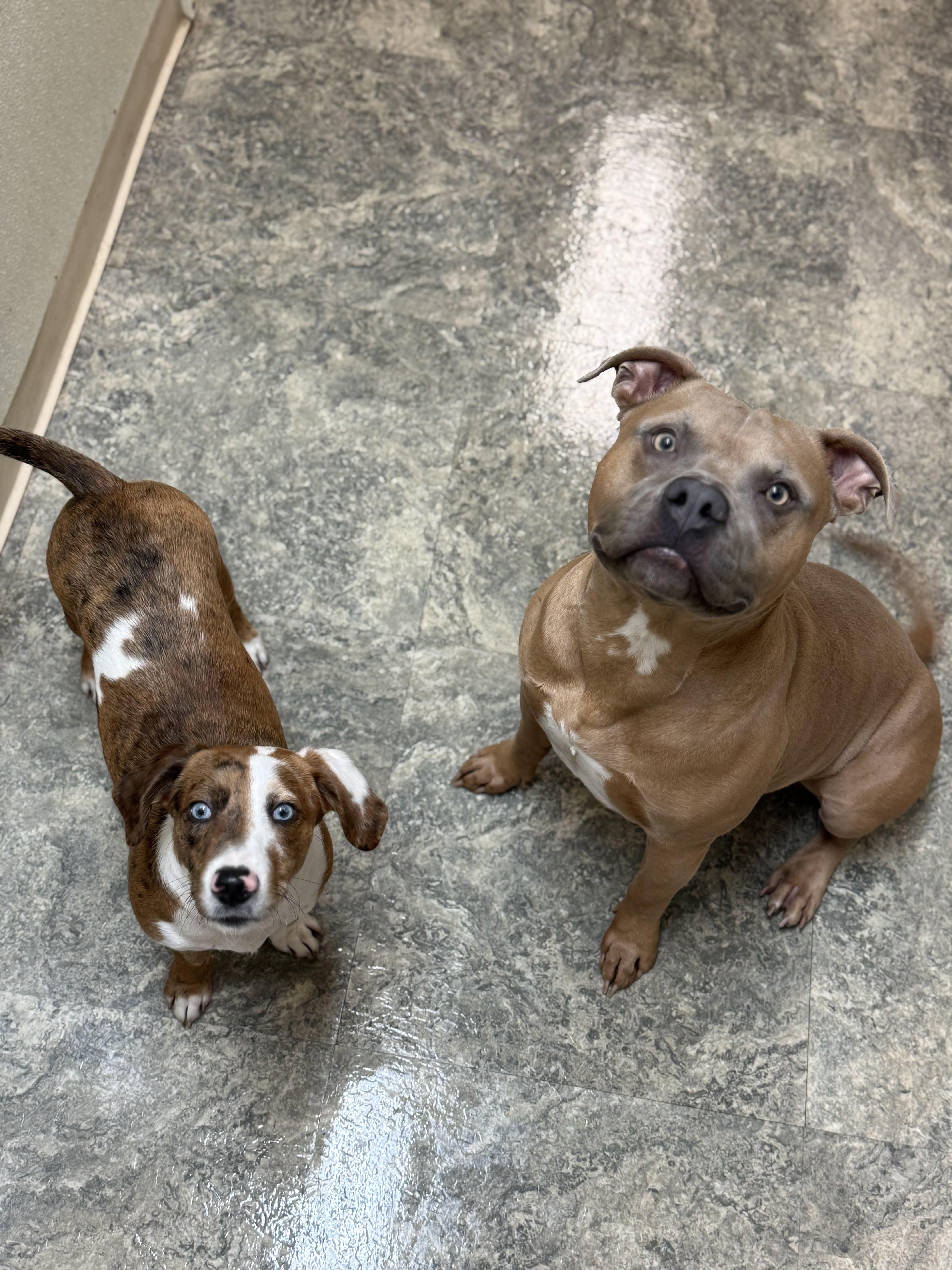 Midas, a Adoptable mixed breed in Hiawatha, KS image 2/6