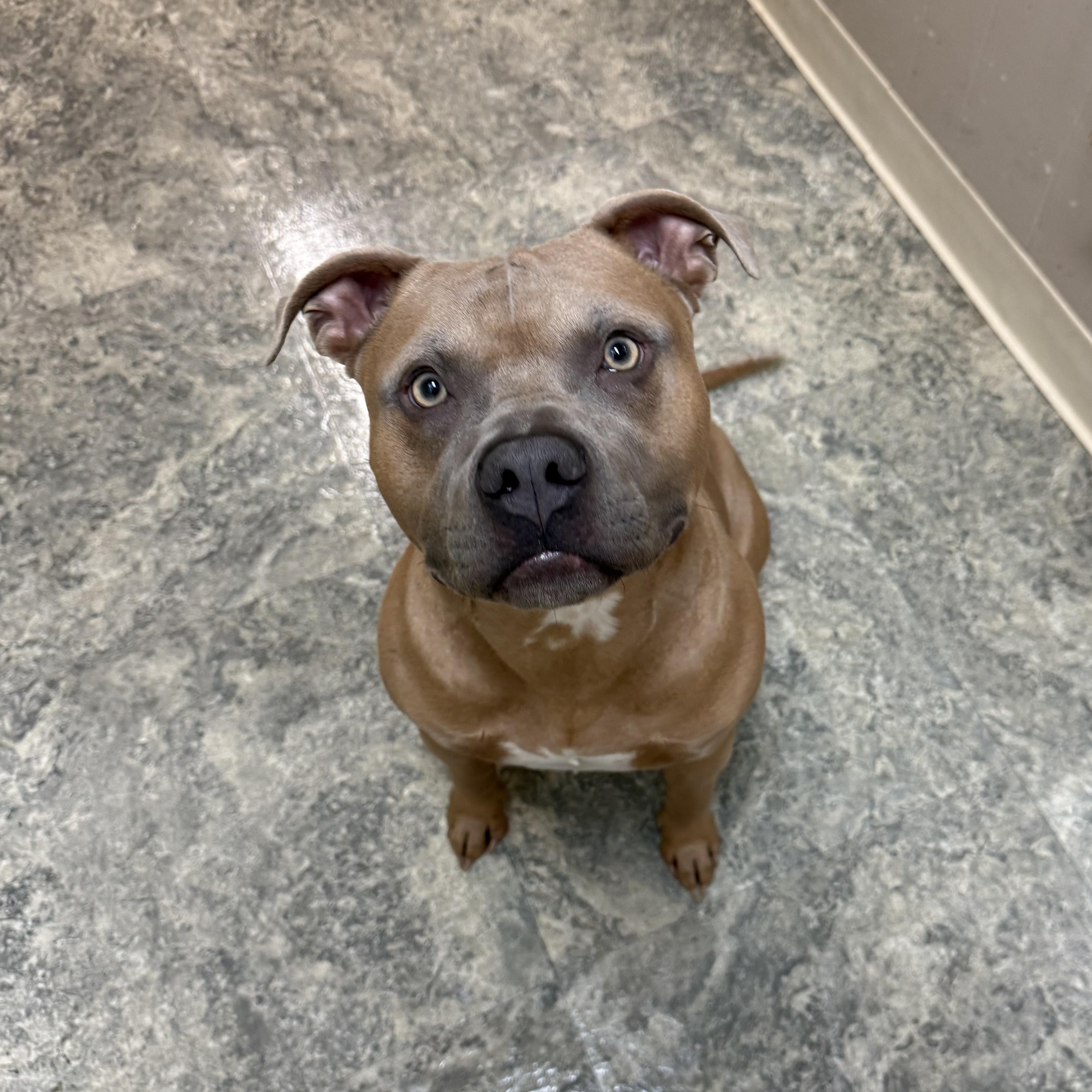 Midas, a Adoptable mixed breed in Hiawatha, KS image 1/6