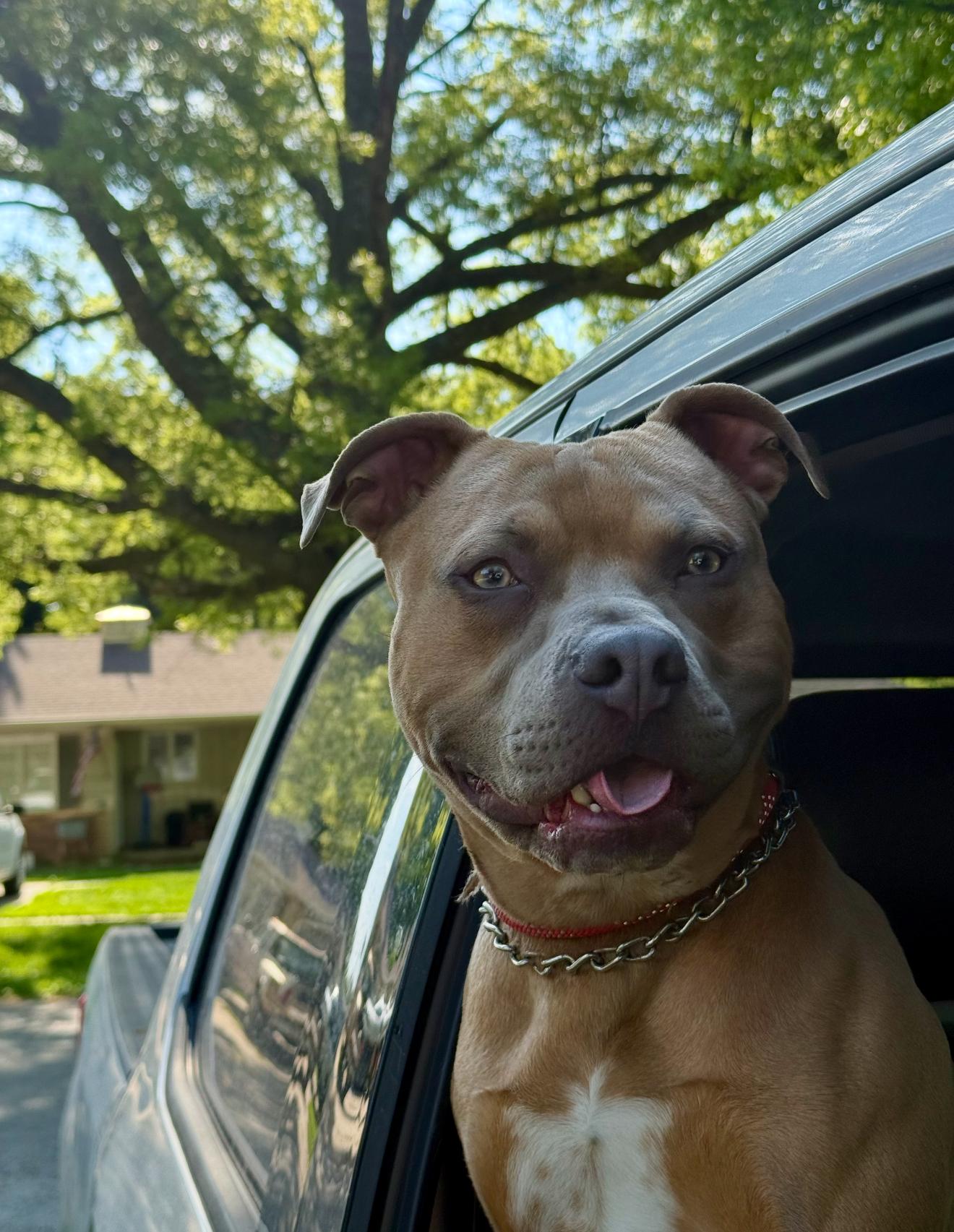 Midas, a Adoptable mixed breed in Hiawatha, KS image 6/6