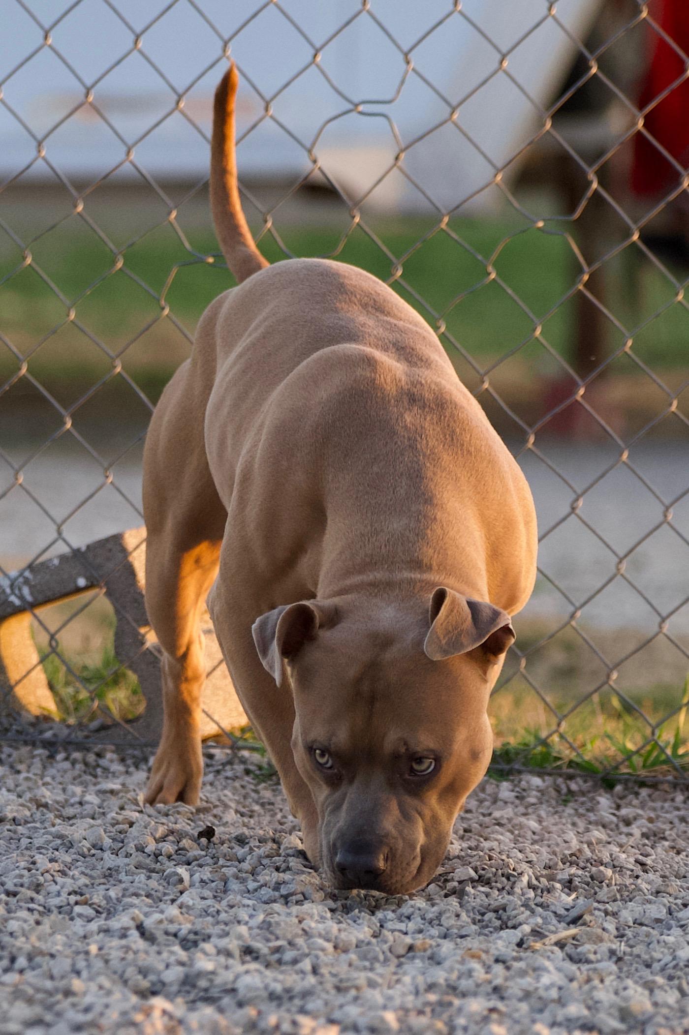 Midas, a Adoptable mixed breed in Hiawatha, KS image 2/6