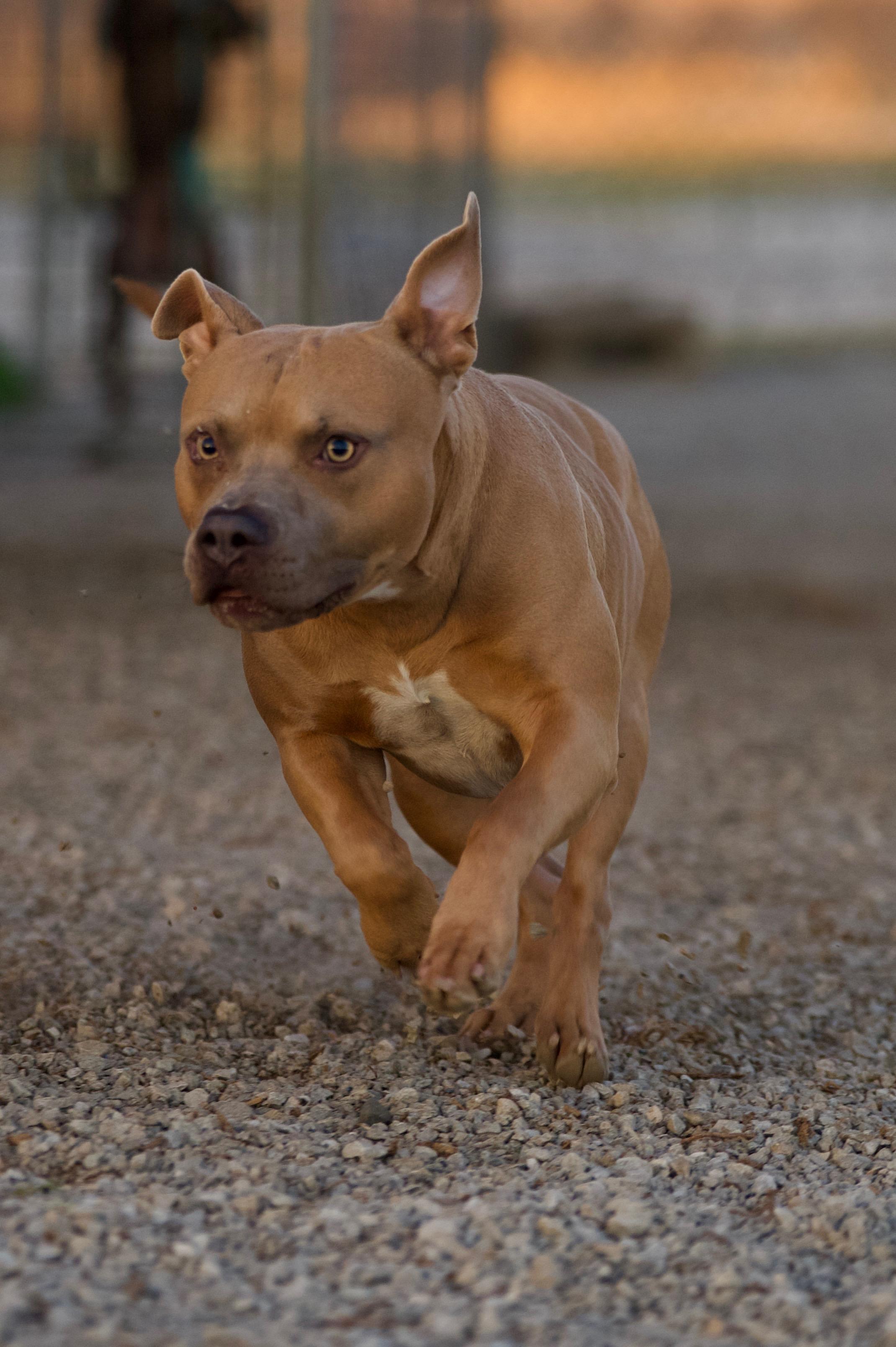 Midas, a Adoptable mixed breed in Hiawatha, KS image 4/6