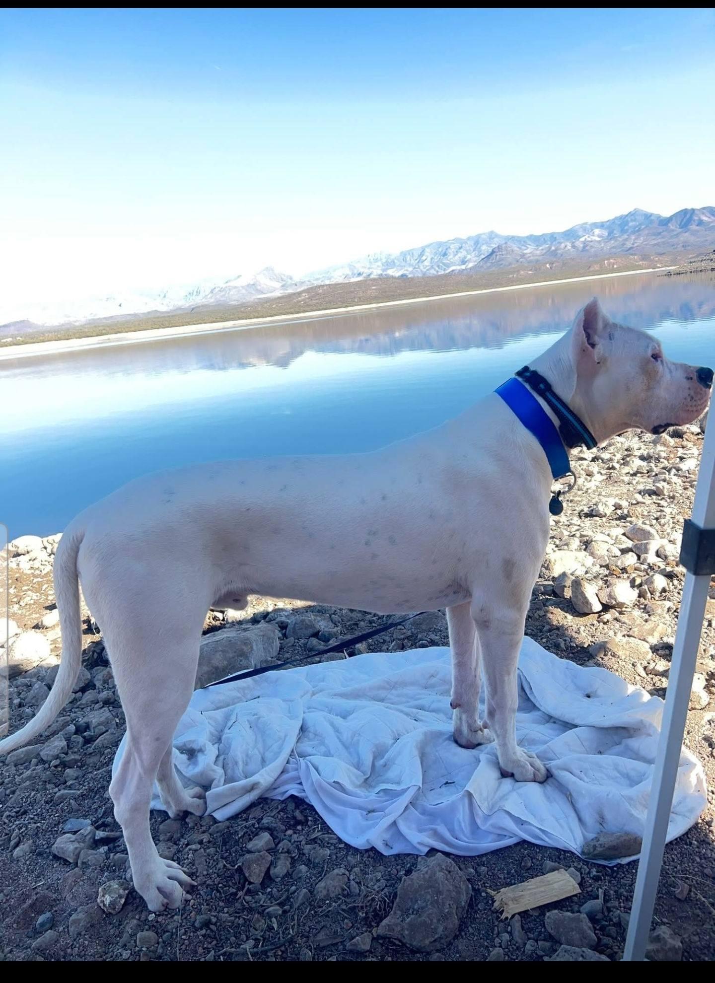 Enlarge Achilles (Courtesy post), a Adopted Dogo Argentino in Phoenix, AZ image 1/3