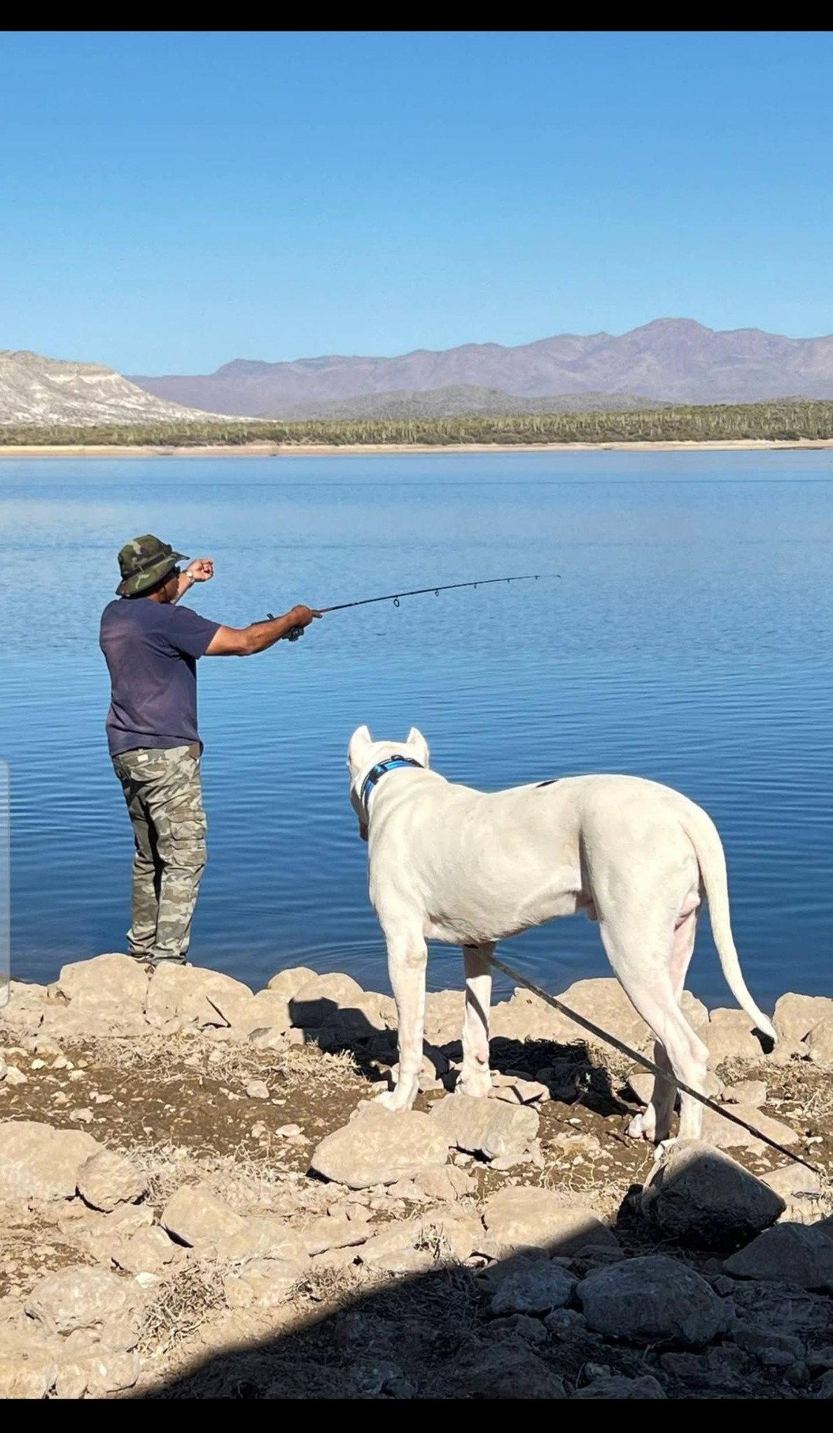 Enlarge Achilles (Courtesy post), a Adopted Dogo Argentino in Phoenix, AZ image 2/3