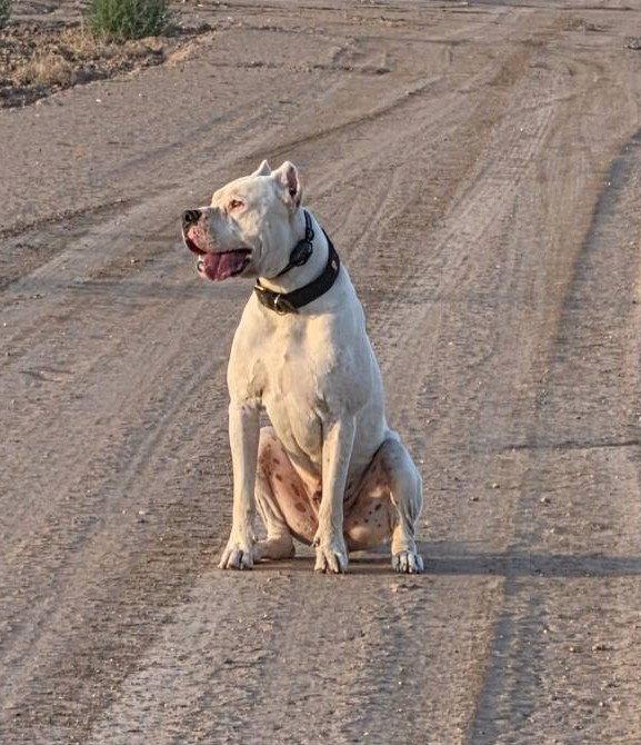 Enlarge Achilles (Courtesy post), a Adopted Dogo Argentino in Phoenix, AZ image 3/3