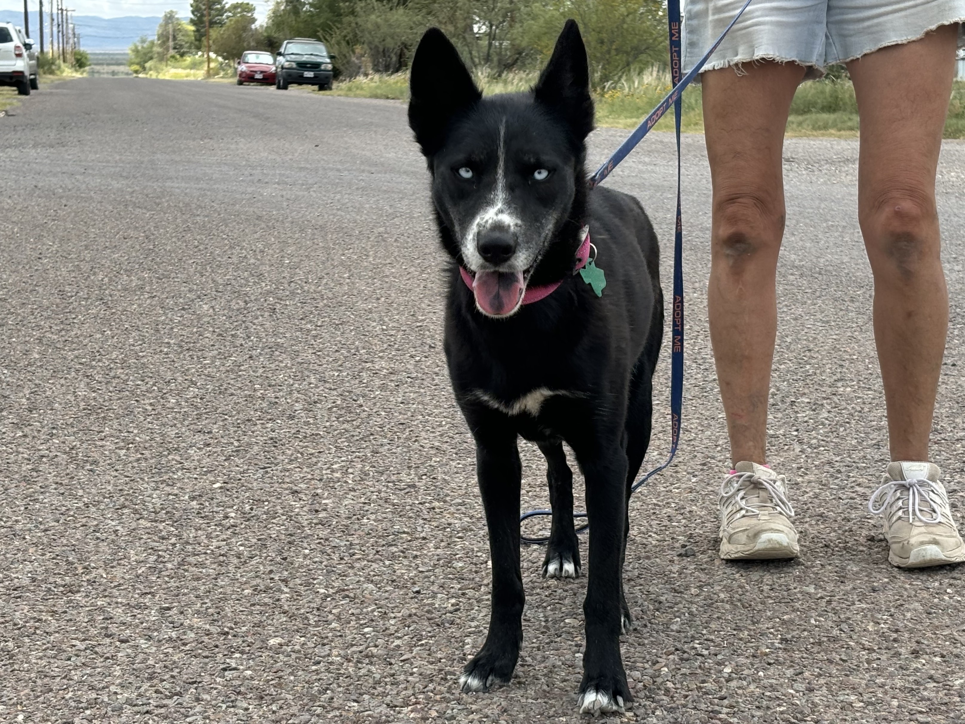 Enlarge Eris, a Adopted mixed breed in Marathon, TX image 1/5