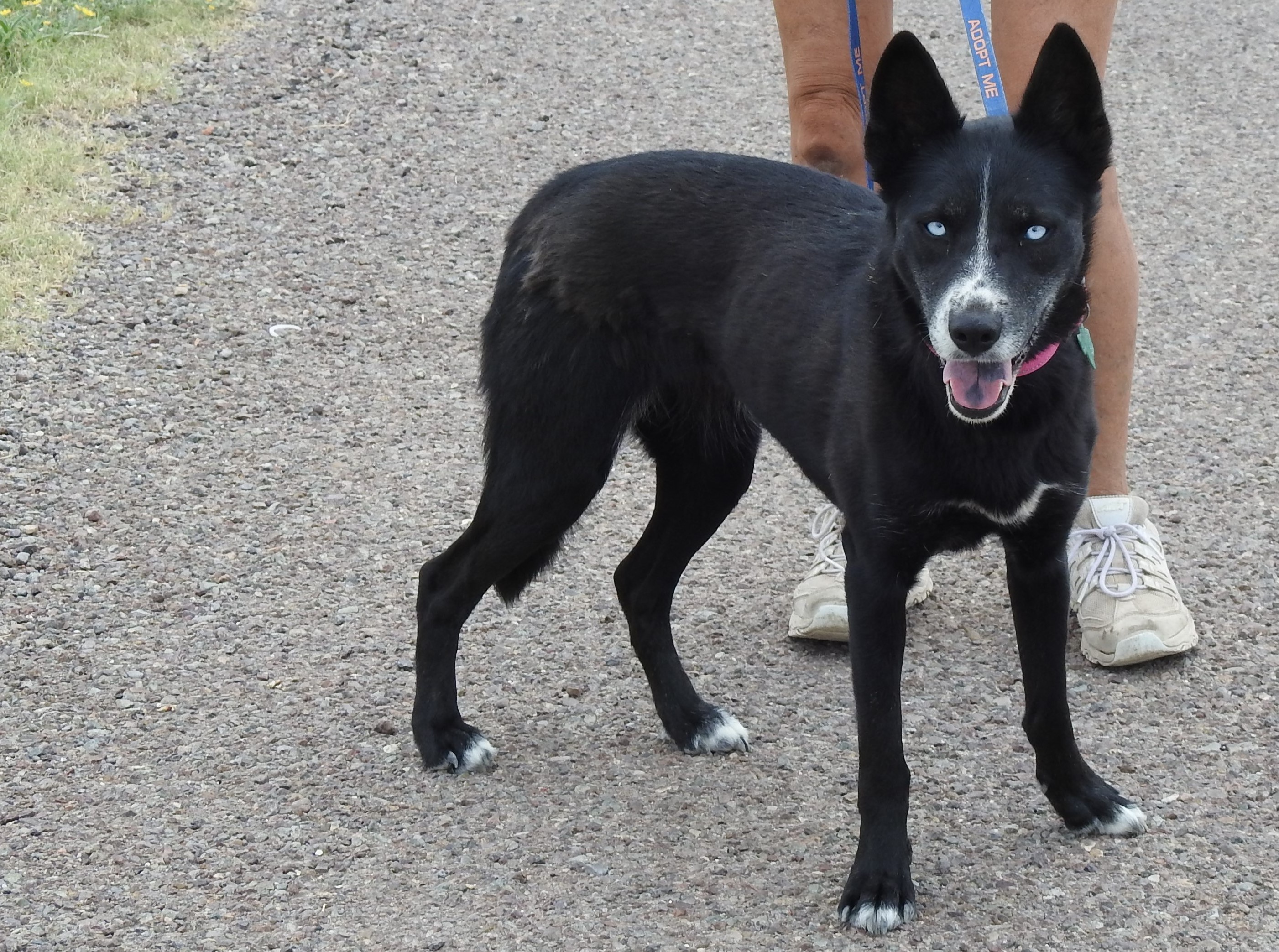 Enlarge Eris, a Adopted mixed breed in Marathon, TX image 2/5