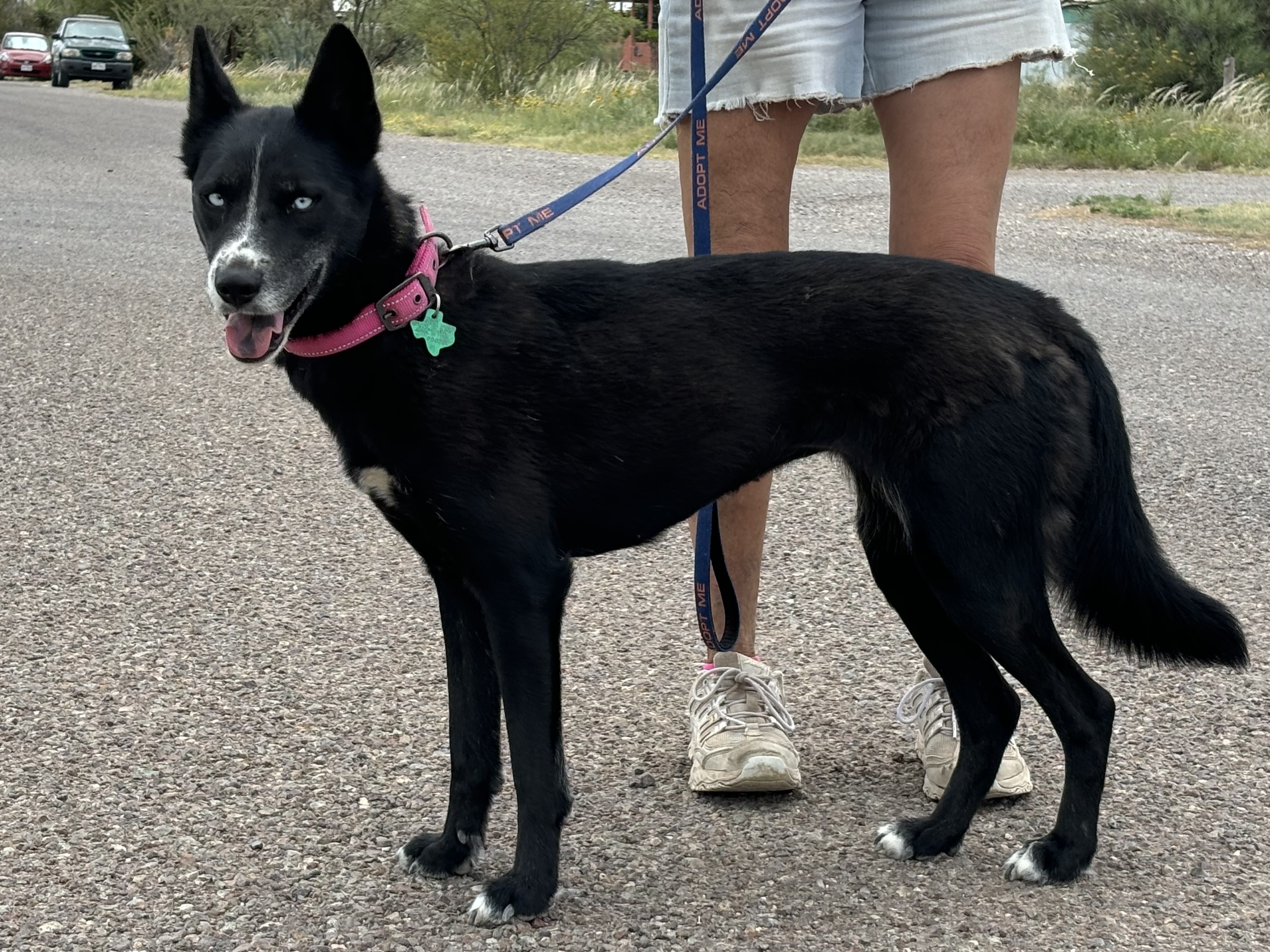 Enlarge Eris, a Adopted mixed breed in Marathon, TX image 3/5