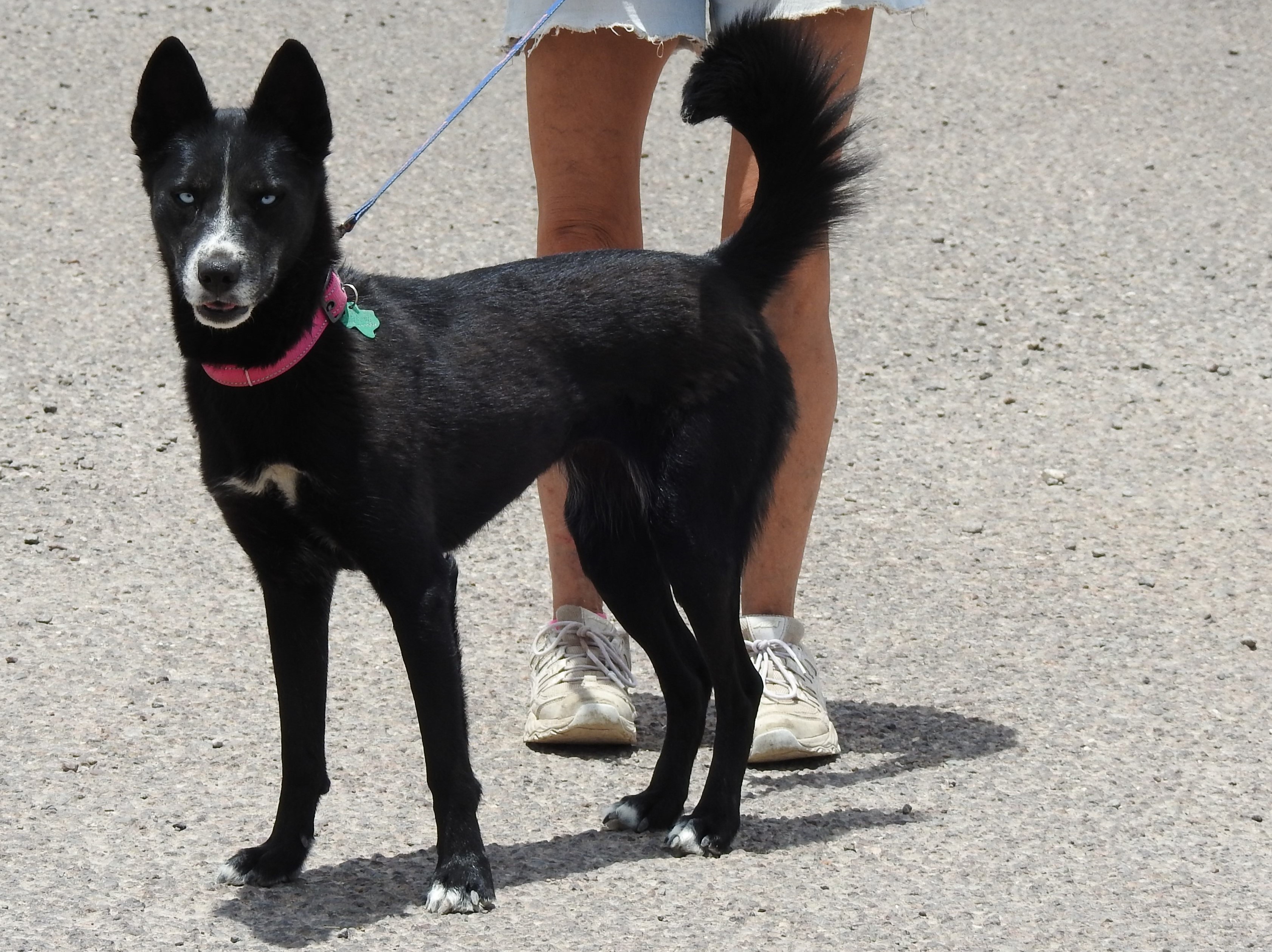 Enlarge Eris, a Adopted mixed breed in Marathon, TX image 4/5