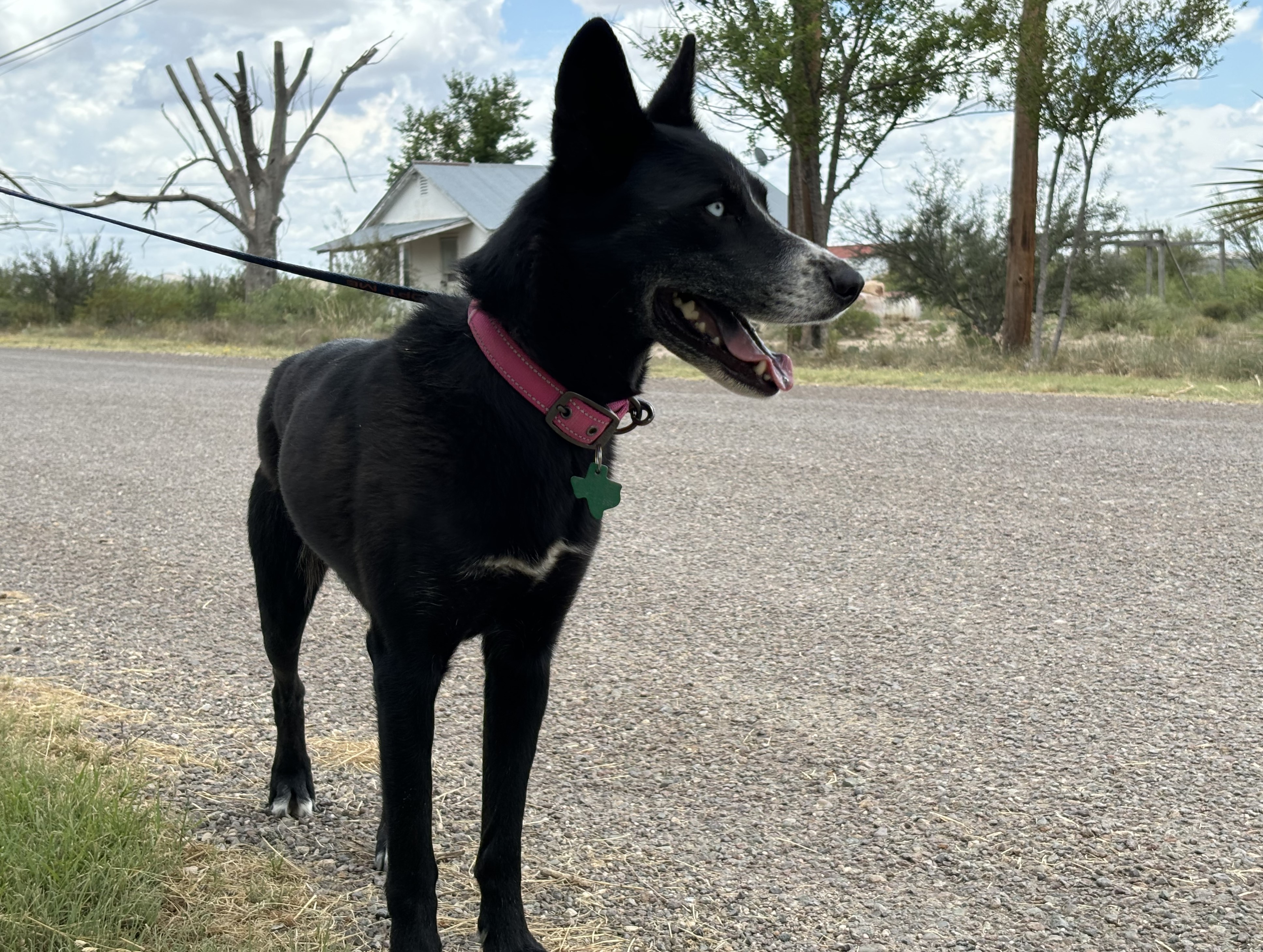 Enlarge Eris, a Adopted mixed breed in Marathon, TX image 5/5