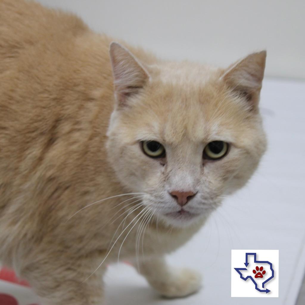 Enlarge Sunny R, a Adoptable mixed breed in Houston, TX image 1/1