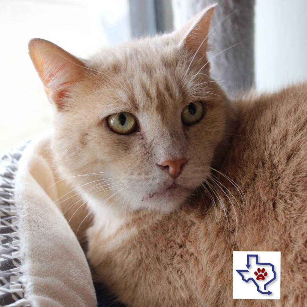 Sunny R, Adoptable, Adult Male Domestic Short Hair.