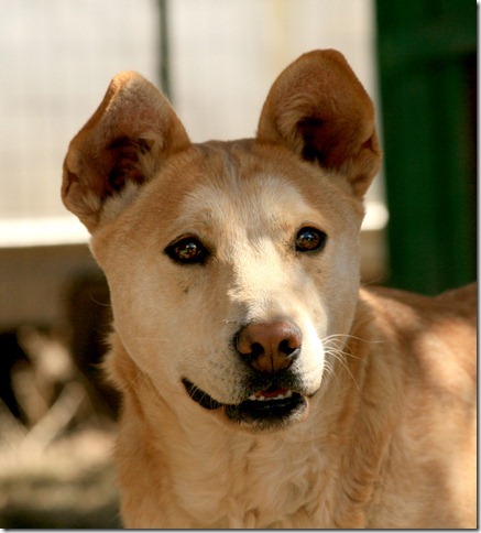 Andy, a Adoptable mixed breed in Durango, CO image 1/4