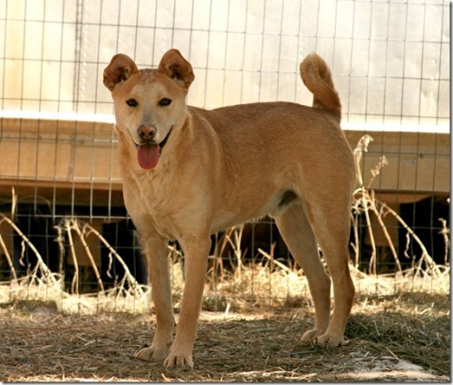 Andy, a Adoptable mixed breed in Durango, CO image 2/4