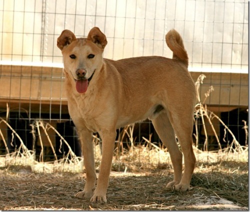 Andy, an adoptable Carolina Dog in Durango, CO, 81301 | Photo Image 1