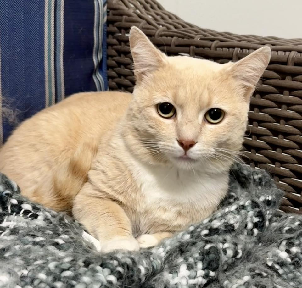 Enlarge Topaz, a Adoptable Domestic Short Hair in Bolivia, NC image 1/1