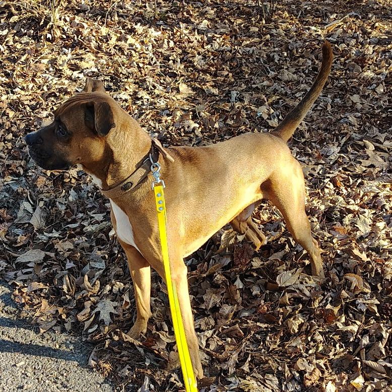 Mr Wiggles, Adoptable, Adult Male Boxer & Mixed Breed.