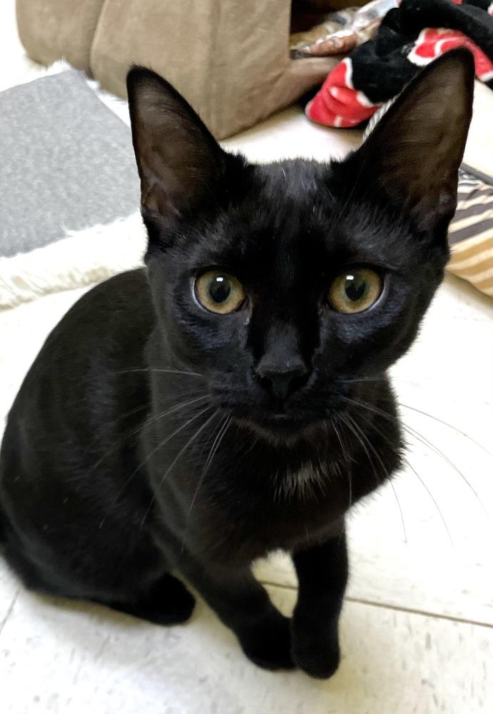 Star (kitten) must go with a friend, Adopted, Kitten Female Domestic Short Hair.