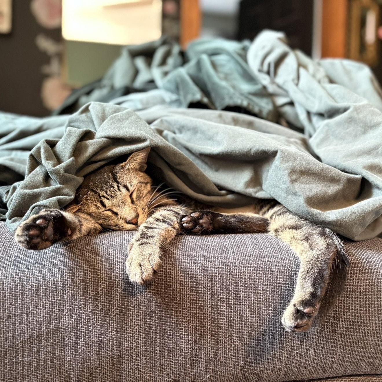 Spirit and Saint, a Adoptable Tabby in Chicago, IL image 1/6