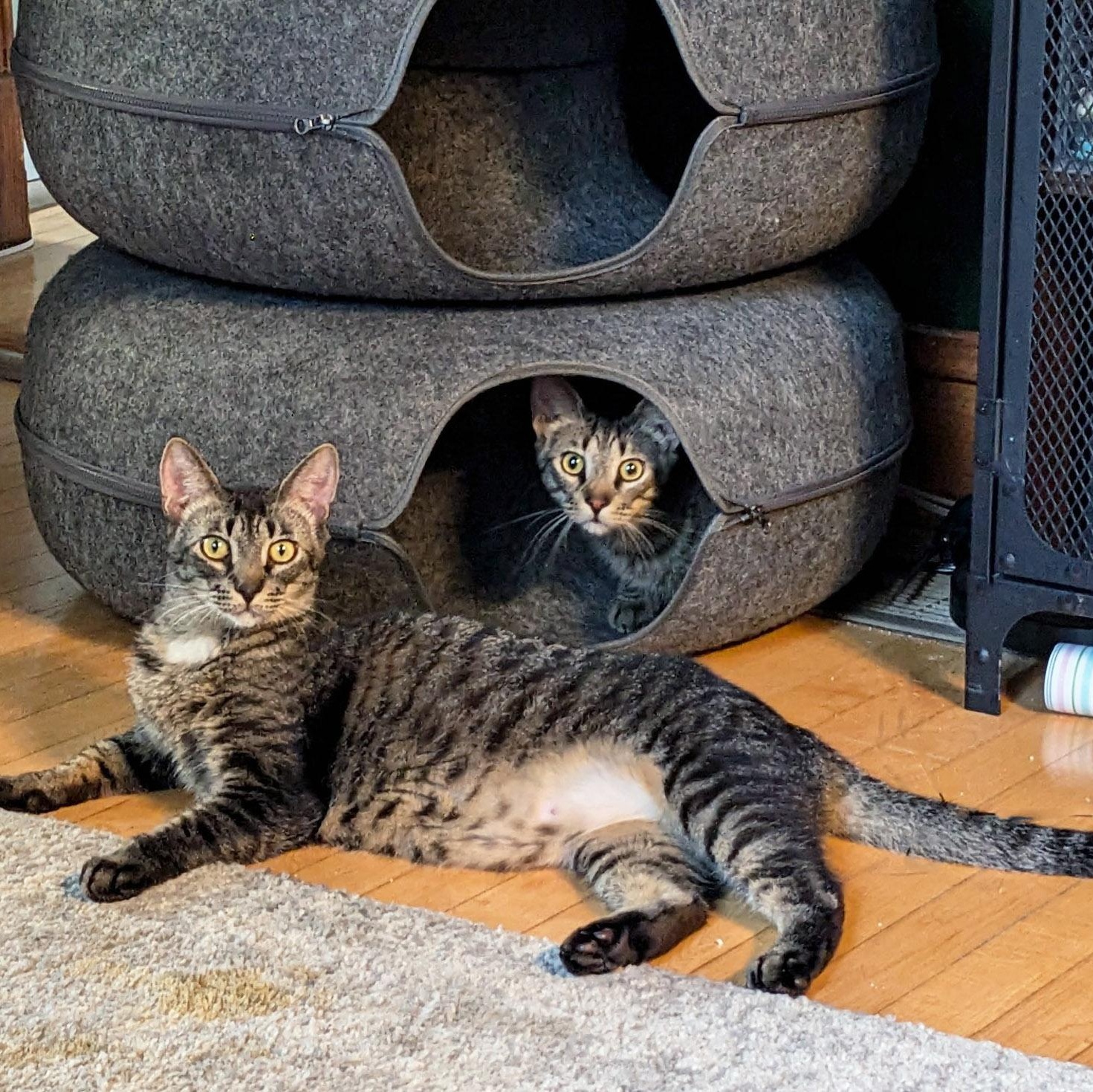 Spirit and Saint, a Adoptable Tabby in Chicago, IL image 2/6