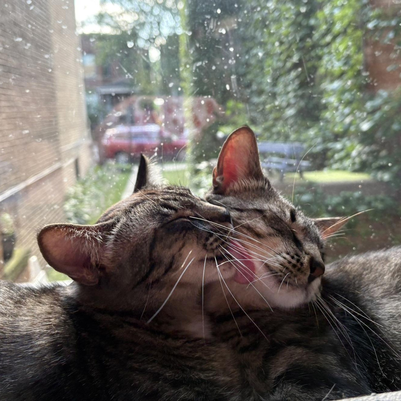 Spirit and Saint, a Adoptable Tabby in Chicago, IL image 3/6