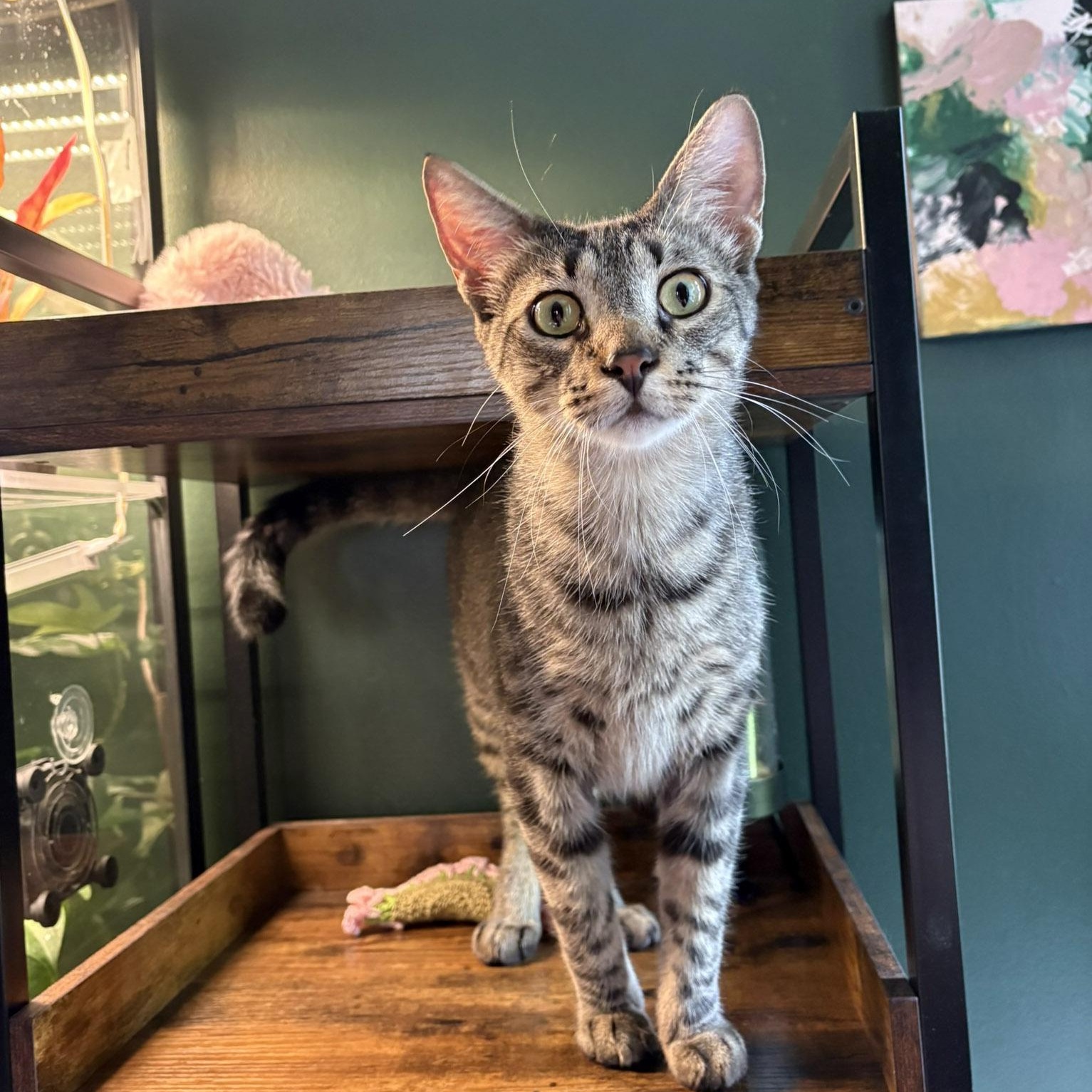 Spirit and Saint, a Adoptable Tabby in Chicago, IL image 4/6