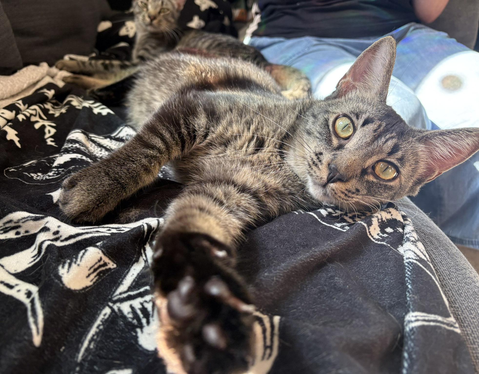 Spirit and Saint, a Adoptable Tabby in Chicago, IL image 5/6