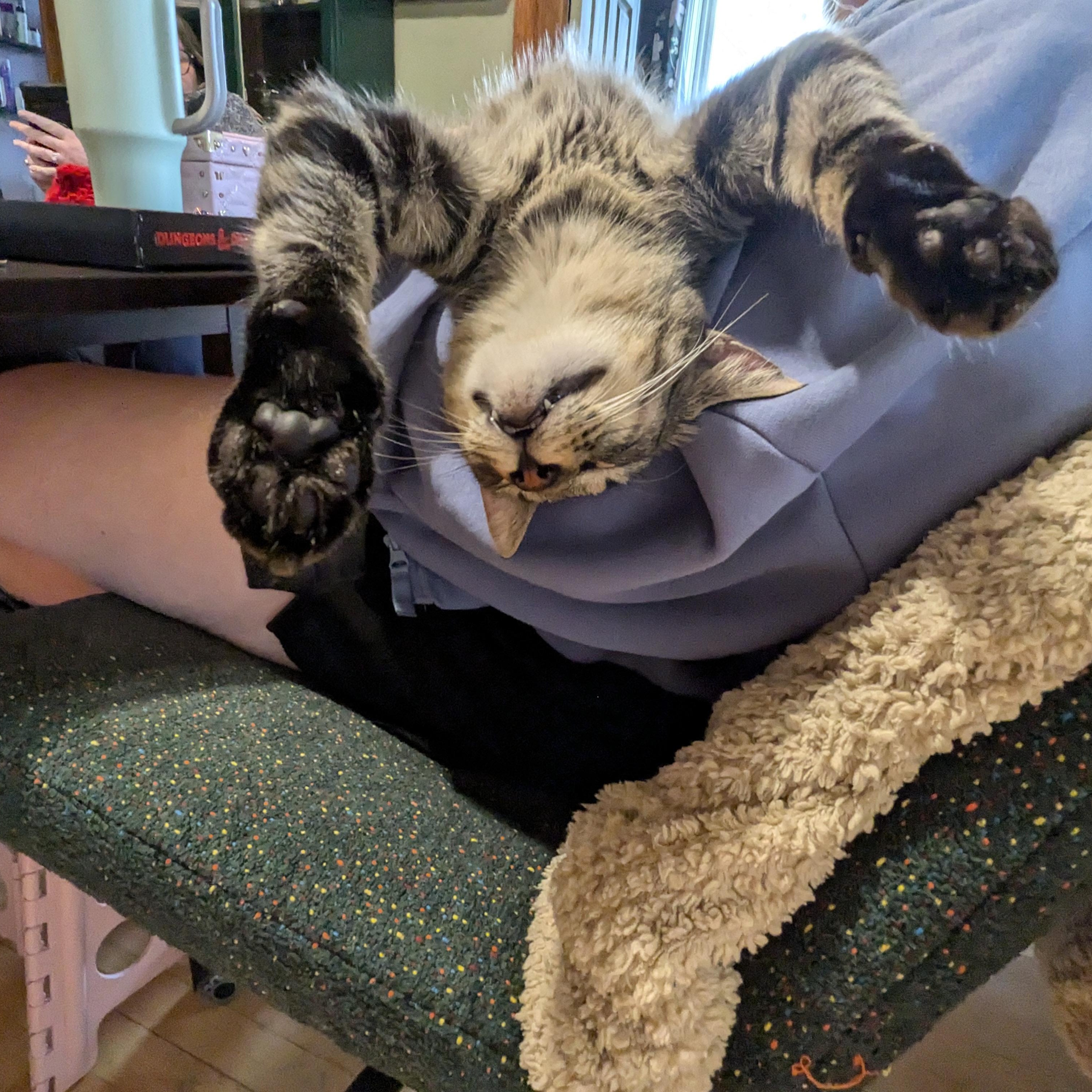 Spirit and Saint, a Adoptable Tabby in Chicago, IL image 6/6