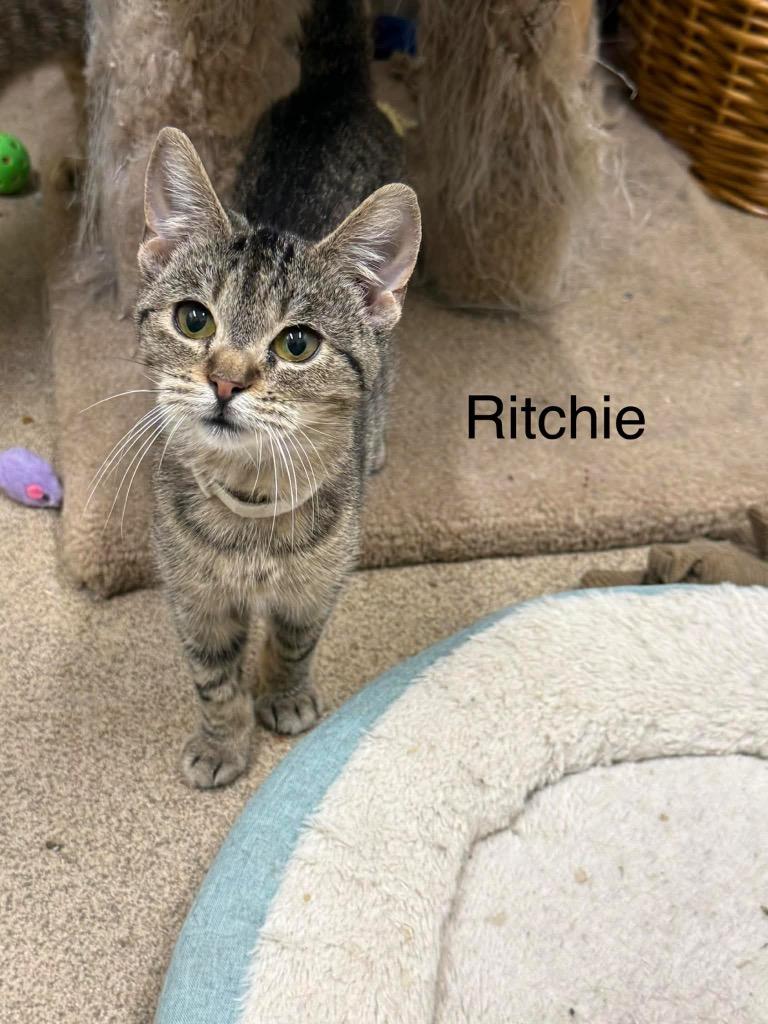 Ritchie, Adoptable, Young Male Domestic Short Hair.