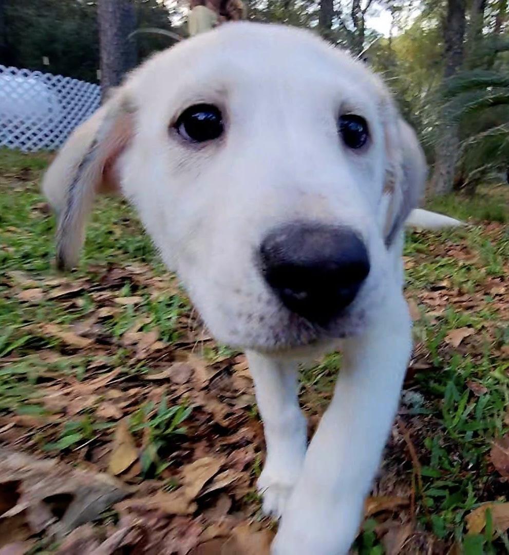 ALLY GS — thumbnail 2