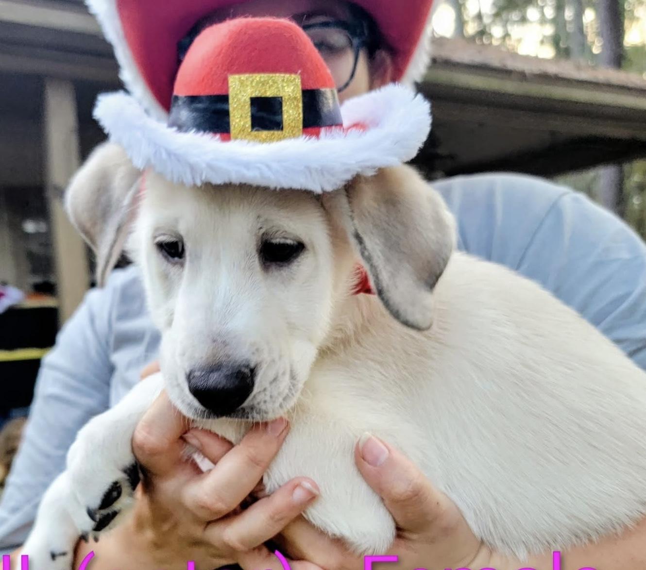 ALLY GS — thumbnail 3