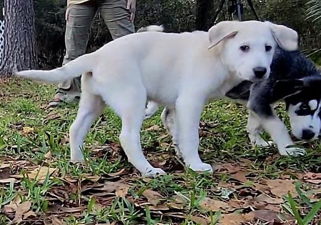 ALLY GS — thumbnail 4