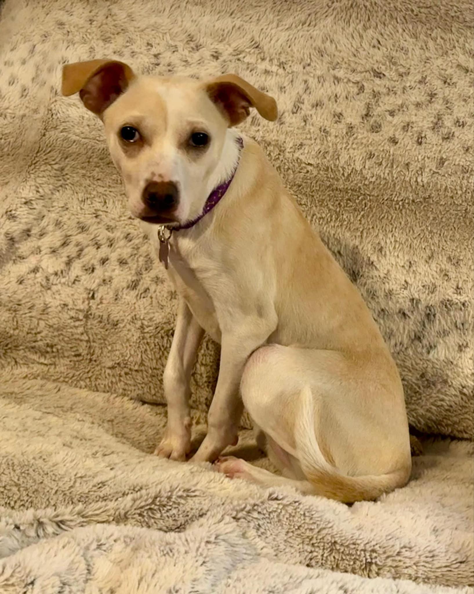 Torchet, a Adoptable mixed breed in Covington, WA image 1/6