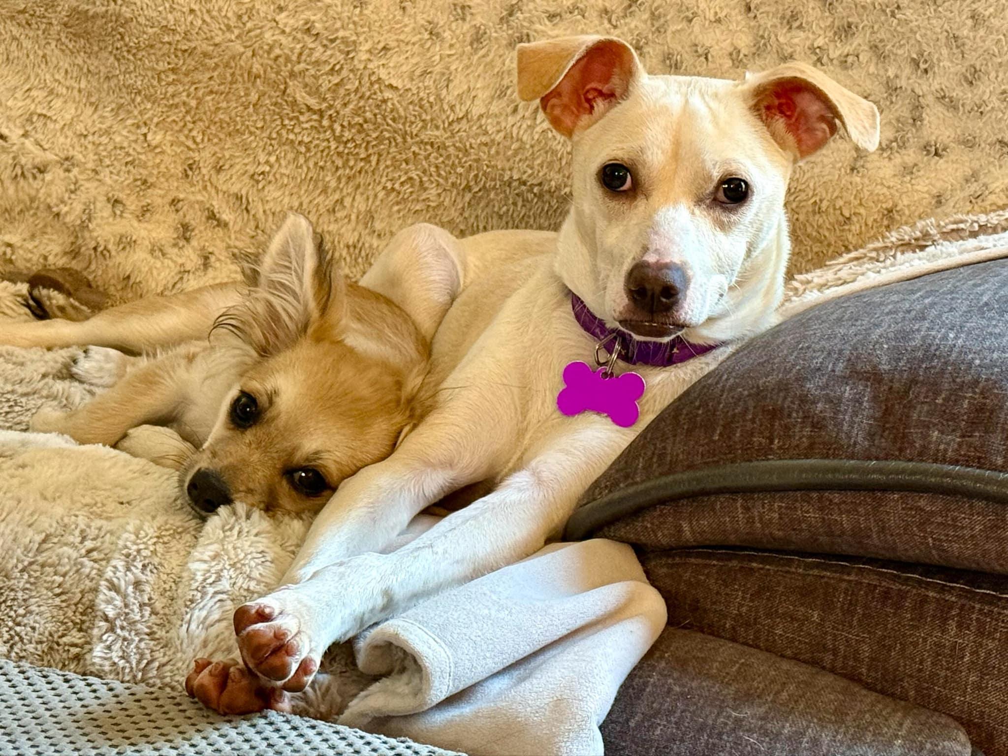 Torchet, a Adoptable mixed breed in Covington, WA image 2/6