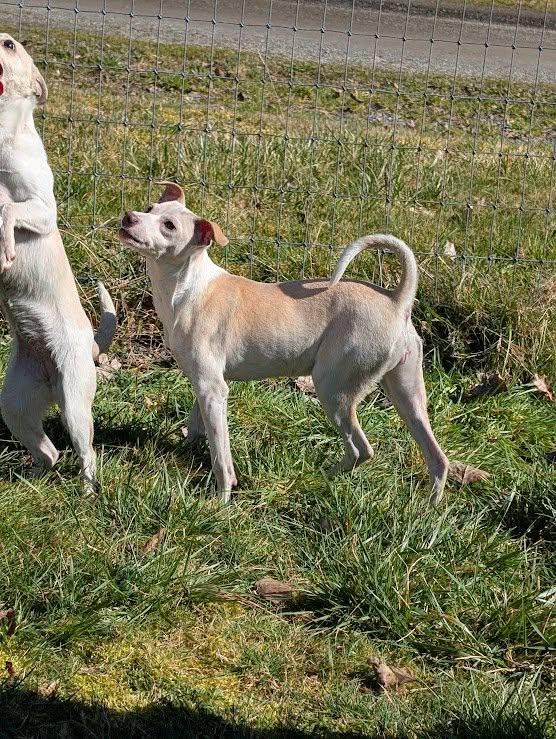 Torchet, a Adoptable mixed breed in Covington, WA image 3/6