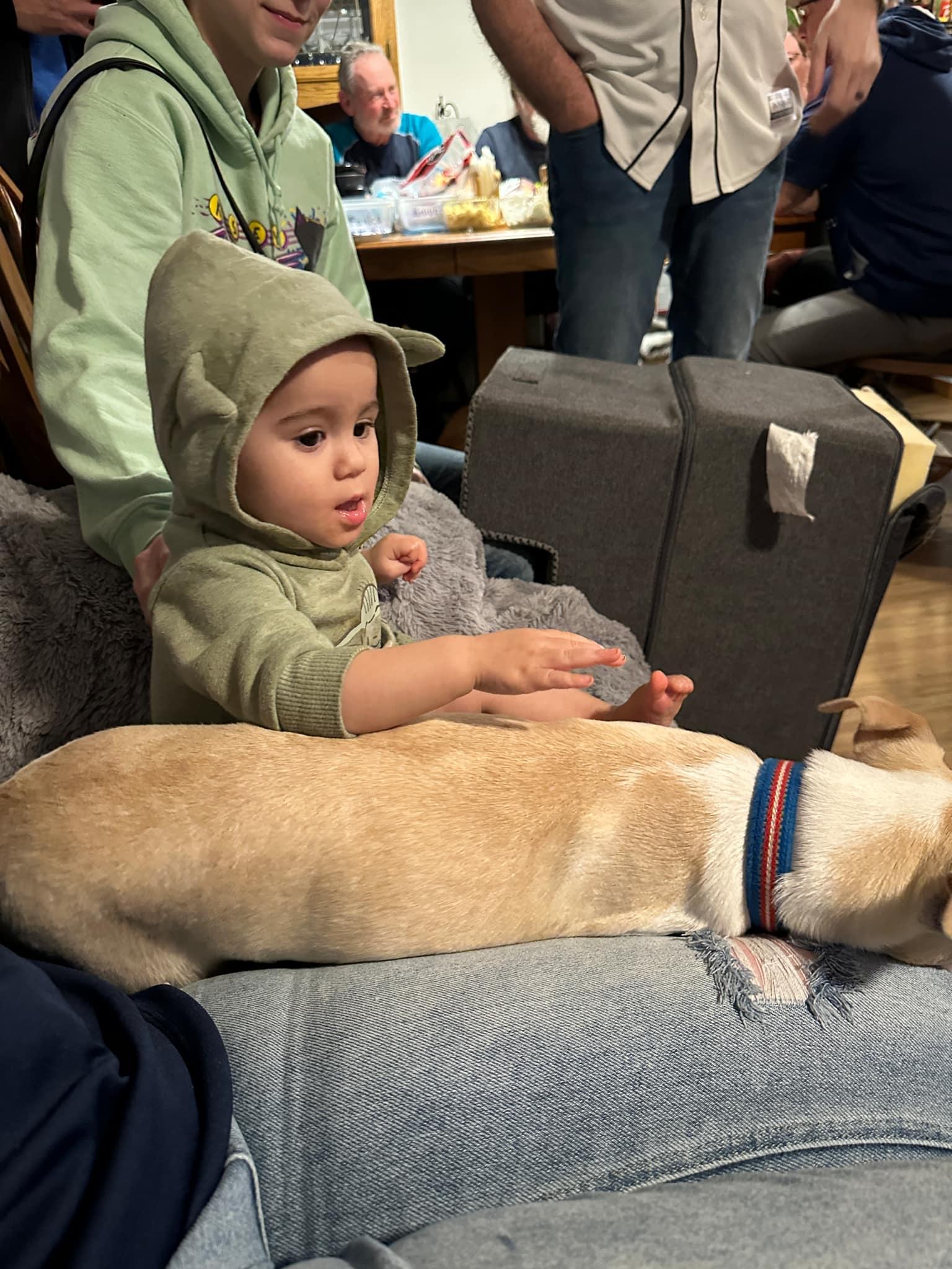 Torchet, a Adoptable mixed breed in Covington, WA image 4/6