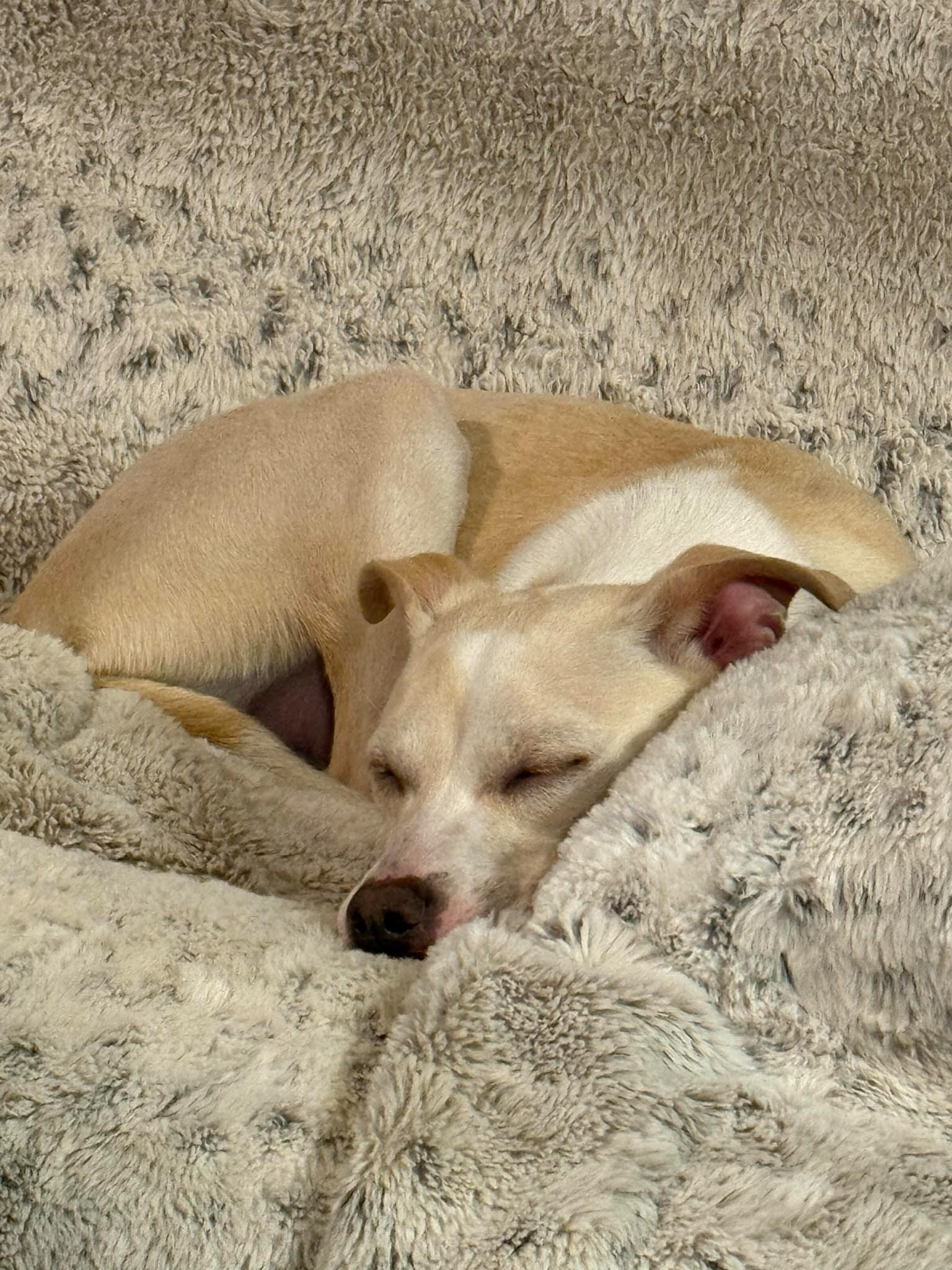 Torchet, a Adoptable mixed breed in Covington, WA image 5/6