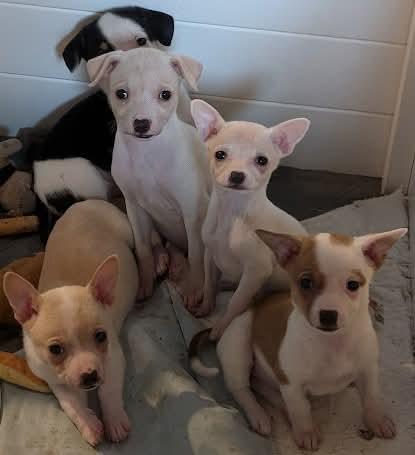 Torchet, a Adoptable mixed breed in Covington, WA image 6/6