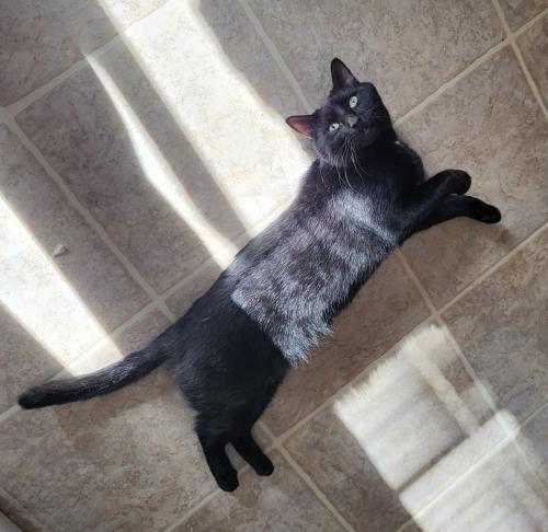 Enlarge Sebastian, a Adoptable Domestic Short Hair in Webster, MA image 2/4