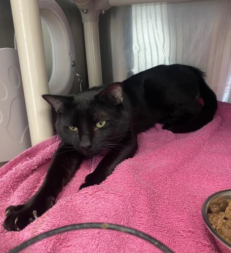 Enlarge Sebastian, a Adoptable Domestic Short Hair in Webster, MA image 3/4