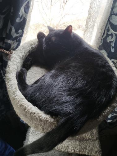 Enlarge Sebastian, a Adoptable Domestic Short Hair in Webster, MA image 4/4