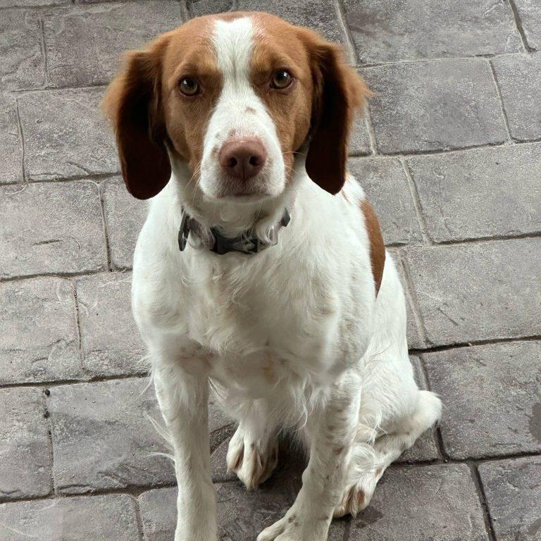 CHLOE  #20041326   ID, Adopted, Young Female Brittany Spaniel.