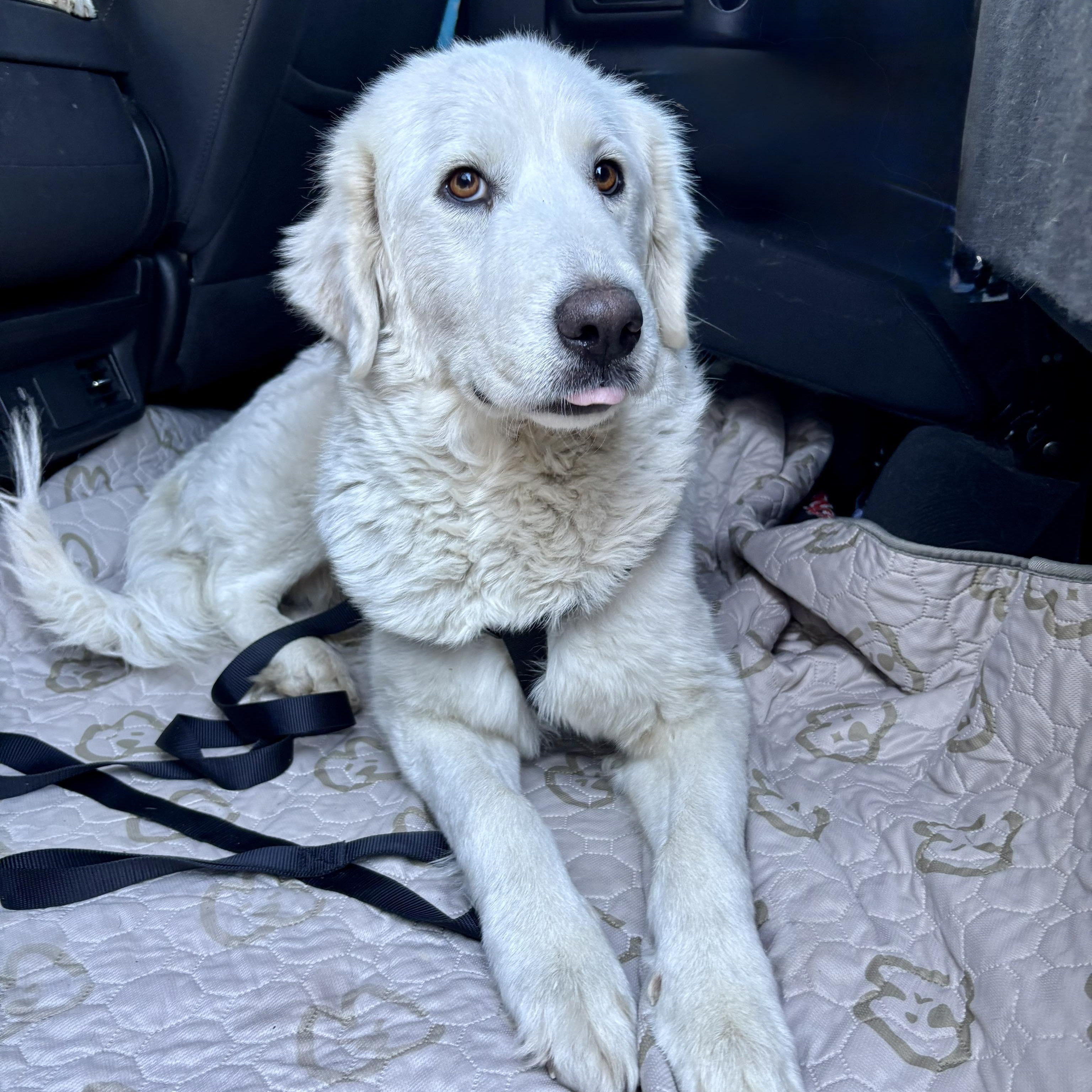 Enlarge Loretta, a Adoptable Great Pyrenees in Missoula, MT image 1/6