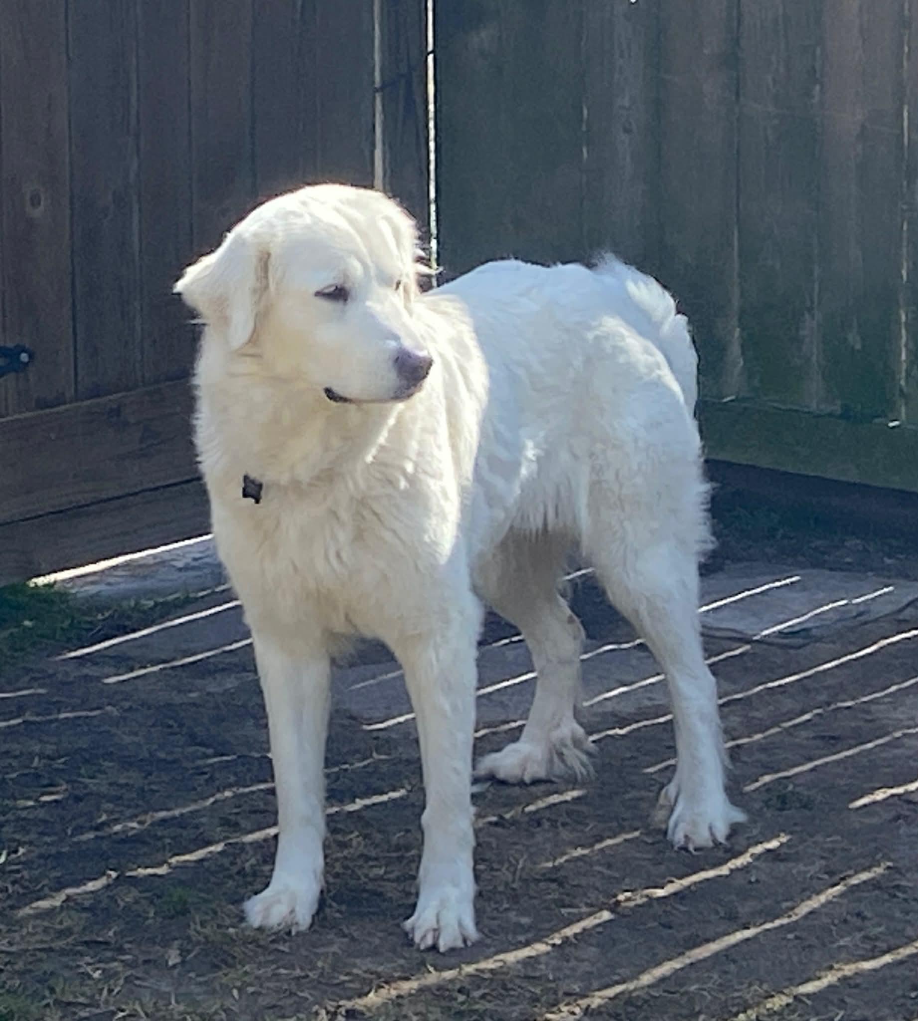 Enlarge Loretta, a Adoptable Great Pyrenees in Missoula, MT image 3/6