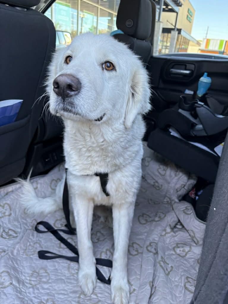 Enlarge Loretta, a Adoptable Great Pyrenees in Missoula, MT image 6/6