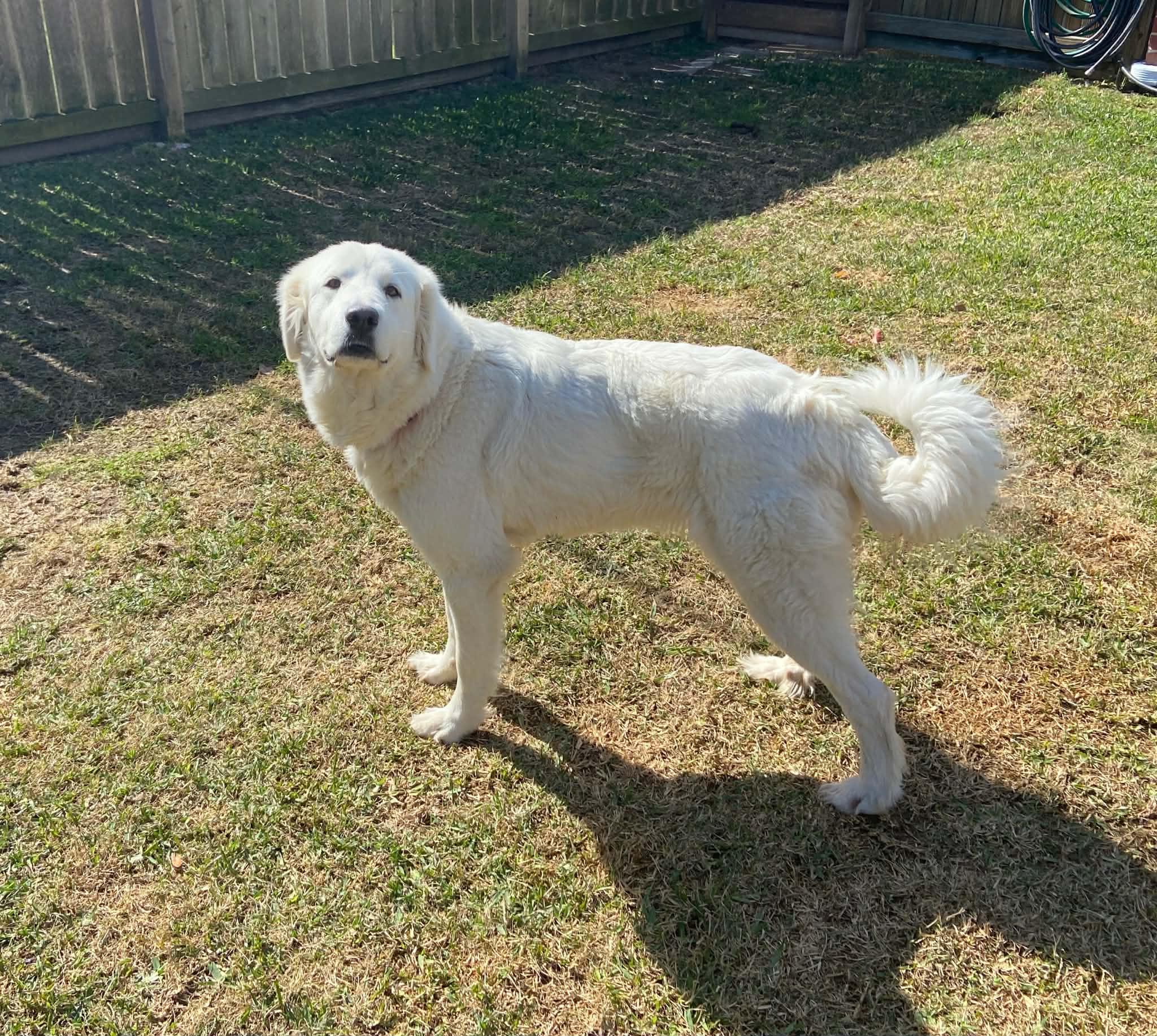 Enlarge Loretta, a Adoptable Great Pyrenees in Missoula, MT image 2/6