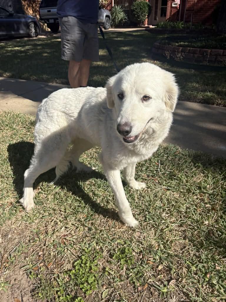 Enlarge Loretta, a Adoptable Great Pyrenees in Missoula, MT image 5/6