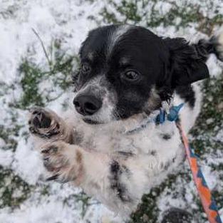 Enlarge Sassy, a Adoptable mixed breed in Johnson City, TN image 2/3