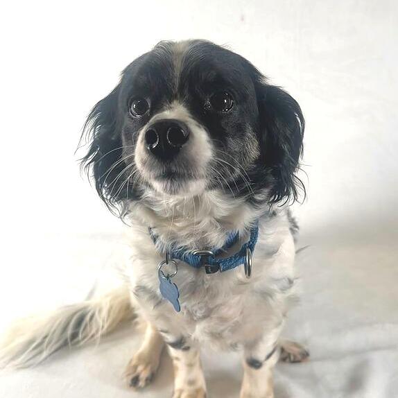 Enlarge Sassy, a Adoptable mixed breed in Johnson City, TN image 3/3